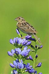 Grasshopper Sparrow